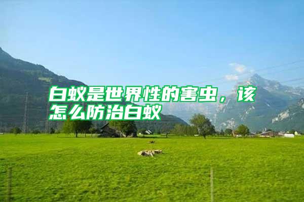 白蟻是世界性的害蟲，該怎么防治白蟻