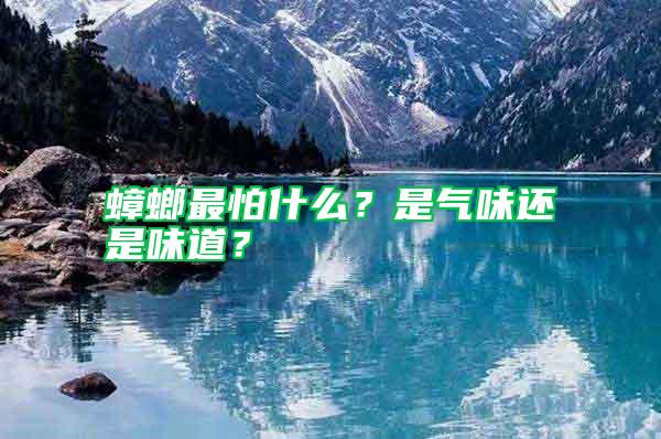 蟑螂最怕什么？是氣味還是味道？