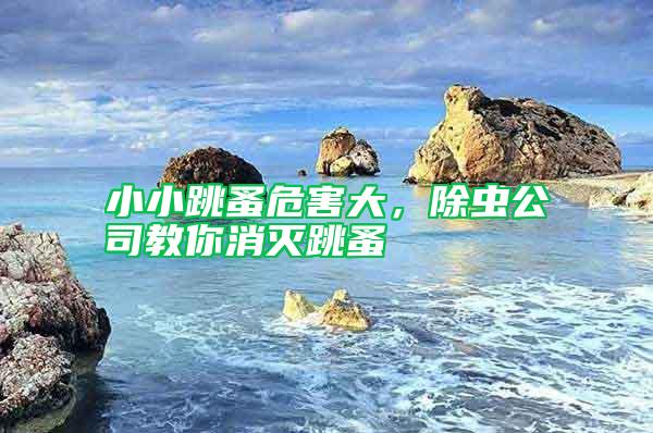 小小跳蚤危害大,除蟲公司教你消滅跳蚤
