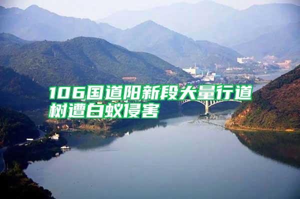 106國(guó)道陽(yáng)新段大量行道樹(shù)遭白蟻侵害