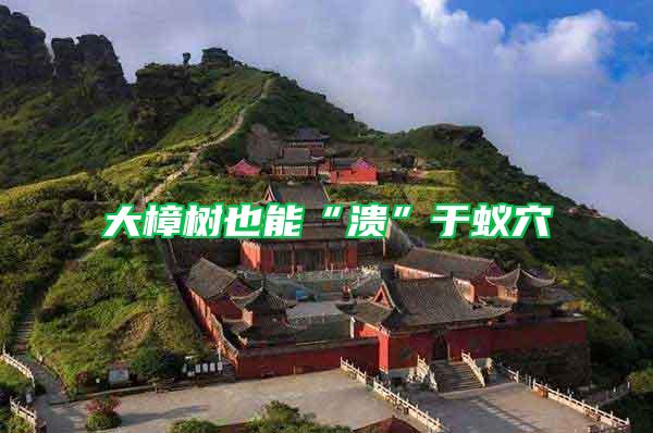 大樟樹也能“潰”于蟻穴