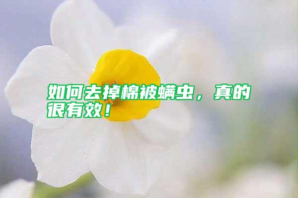 如何去掉棉被螨蟲，真的很有效！