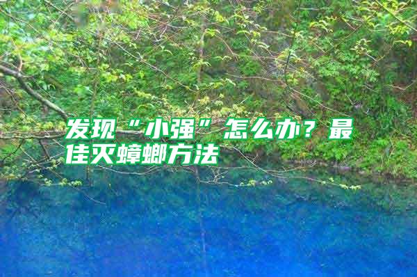 發現“小強”怎么辦?最佳滅蟑螂方法