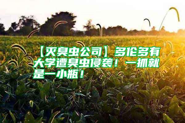 【滅臭蟲公司】多倫多有大學遭臭蟲侵襲!一抓就是一小瓶!