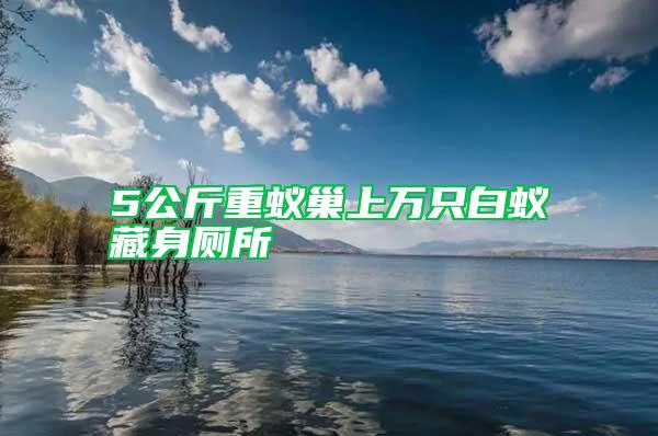 5公斤重蟻巢上萬(wàn)只白蟻藏身廁所