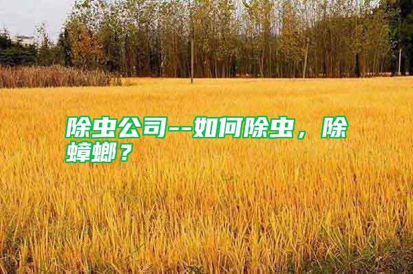 除蟲公司--如何除蟲，除蟑螂？