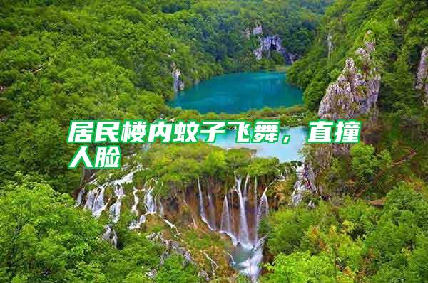 居民樓內蚊子飛舞，直撞人臉