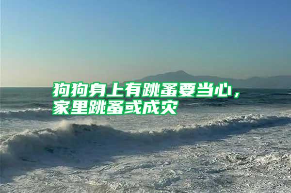 狗狗身上有跳蚤要當心,家里跳蚤或成災
