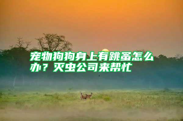 寵物狗狗身上有跳蚤怎么辦？滅蟲公司來幫忙