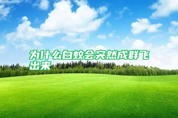 為什么白蚊會突然成群飛出來
