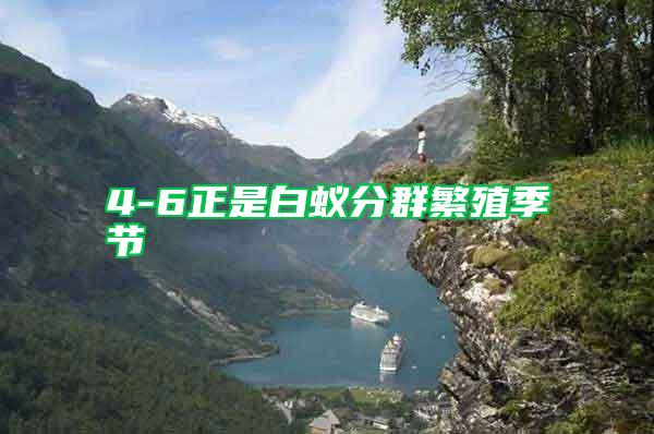 4-6正是白蟻分群繁殖季節