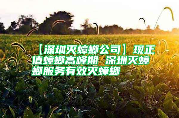 【深圳滅蟑螂公司】現正值蟑螂高峰期 深圳滅蟑螂服務有效滅蟑螂