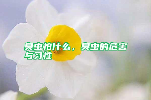 臭蟲怕什么，臭蟲的危害與習性