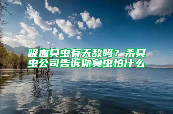 吸血臭蟲有天敵嗎?殺臭蟲公司告訴你臭蟲怕什么