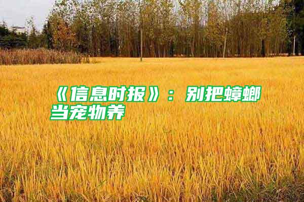 《信息時報》:別把蟑螂當寵物養