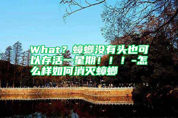 What？蟑螂沒有頭也可以存活一星期?。。?怎么樣如何消滅蟑螂