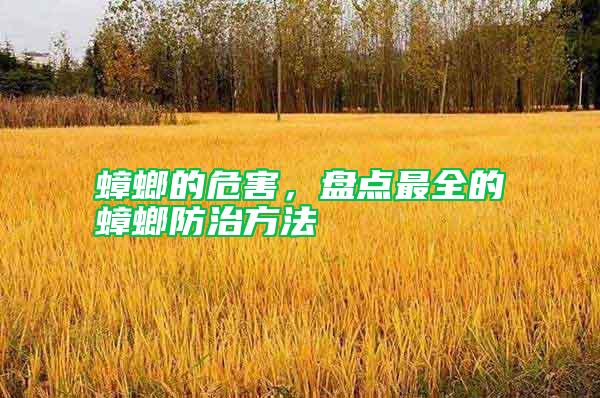 蟑螂的危害，盤點最全的蟑螂防治方法