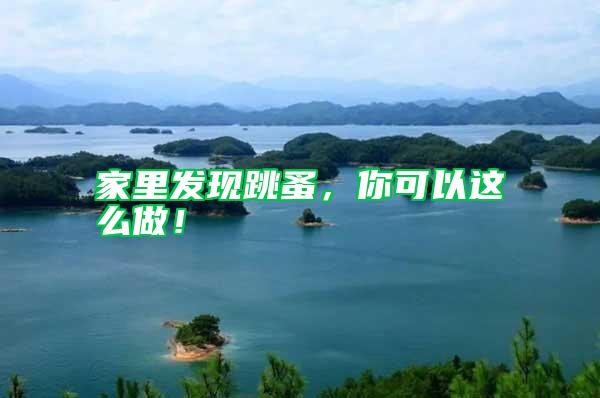 家里發現跳蚤,你可以這么做!