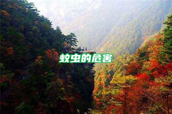 蚊蟲(chóng)的危害