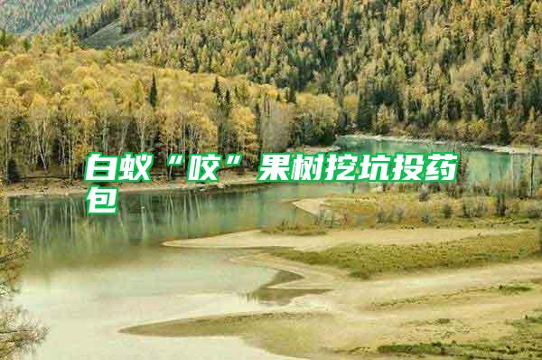 白蟻“咬”果樹(shù)挖坑投藥包