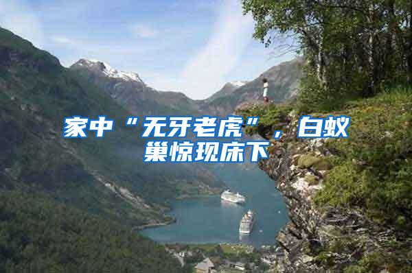 家中“無牙老虎”，白蟻巢驚現(xiàn)床下