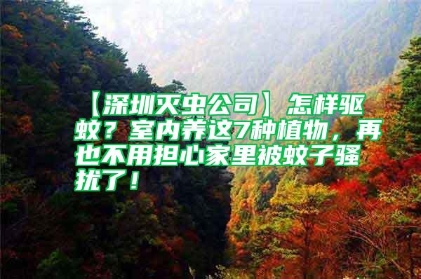 【深圳滅蟲公司】怎樣驅蚊？室內養這7種植物，再也不用擔心家里被蚊子騷擾了！