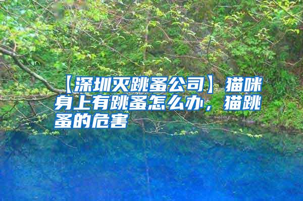 【深圳滅跳蚤公司】貓咪身上有跳蚤怎么辦，貓跳蚤的危害