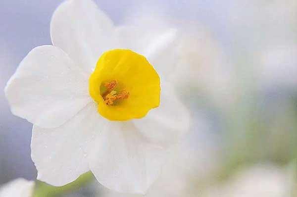 對(duì)付蚊子的好方法