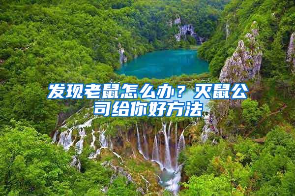 發現老鼠怎么辦?滅鼠公司給你好方法