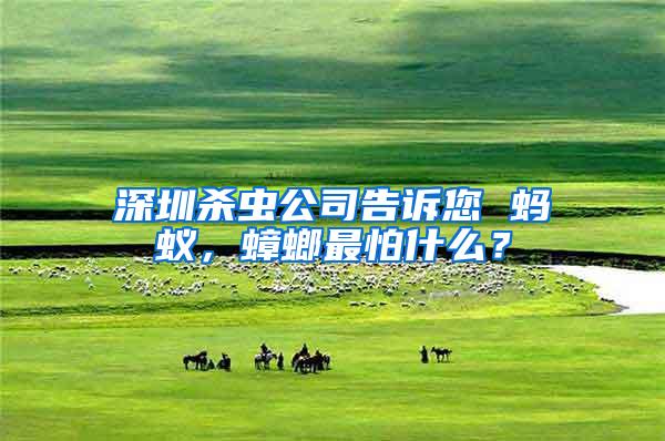 深圳殺蟲公司告訴您 螞蟻，蟑螂最怕什么？