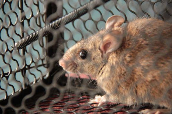 滅鼠公司，滅老鼠公司