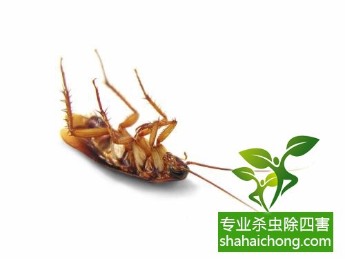 除蟑螂滅蟑螂的方法 如何消滅蟑螂,怎么樣滅除蟑螂