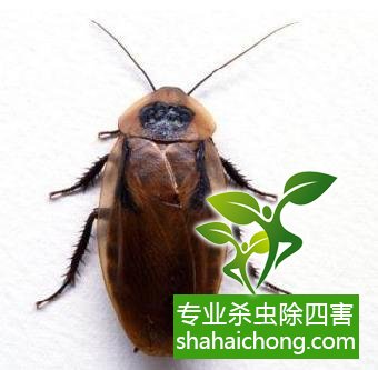 除蟑螂滅蟑螂的方法 如何消滅蟑螂,怎么樣滅除蟑螂