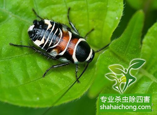 家里有蟑螂怎么辦,蟑螂怎么消滅 殺蟑螂公司怎么樣滅蟑螂