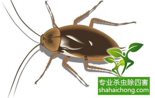 殺蟑螂公司怎么樣滅蟑螂