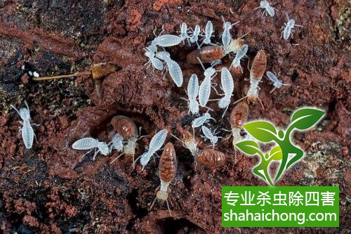 防治白蟻,白蟻防治方法 白蟻怎么治,白蟻防治方法