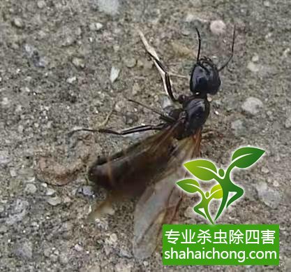 防治白蟻,白蟻防治方法 白蟻怎么治,怎么防治白蟻方法