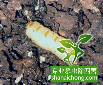 防治白蟻,白蟻防治方法 白蟻怎么治,怎么防治白蟻方法